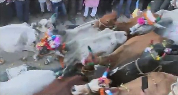 El pueblo de la India practica este ritual para que sus deseos le sean concedidos por el 'Señor de los Animales'. Foto YouTube.