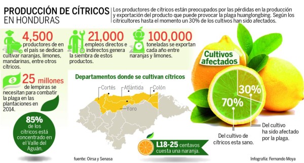 Inyectan L21 millones para salvar cítricos hondureños