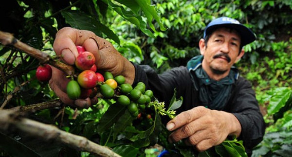 Cafetaleros salvadoreños tuvieron una mala racha, llegaron a 758,000 quintales