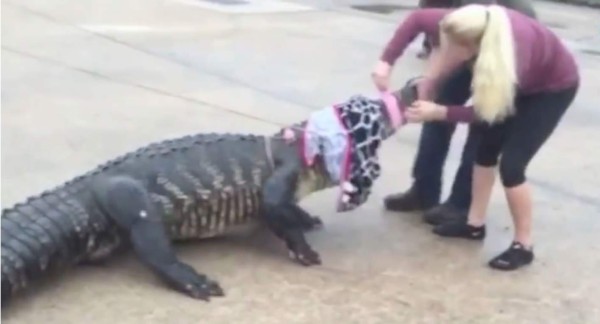 Capturan enorme cocodrilo en un centro comercial