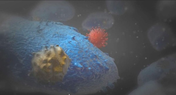 ¿Cómo el ébola ataca al organismo?