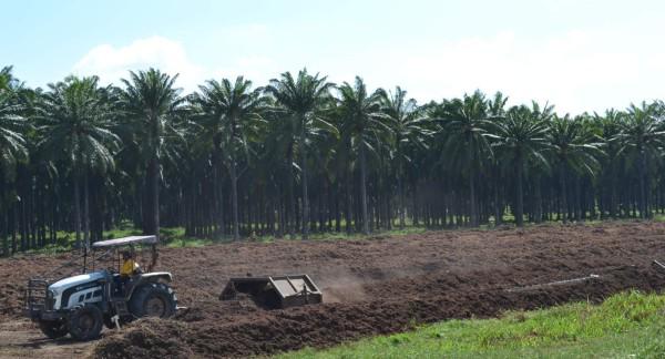 Honduras enviará misión a Bélgica para abogar a favor del sector del aceite de palma