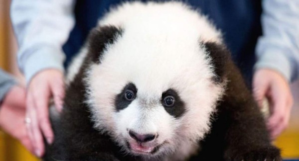 El panda 'Bei Bei' hace su debut en público