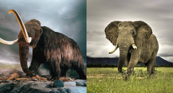 Cerebro de mamut y elefante son idénticos