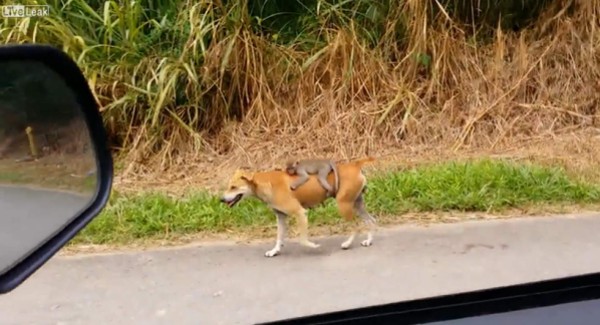 Perra adopta a un monito desamparado&nbsp;&nbsp;