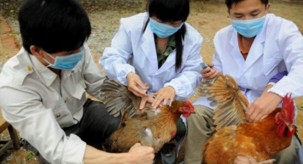 La gripe aviar H7N9 podría emerger como una pandemia