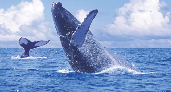 ¿Son las ballenas azules zurdas o diestras?