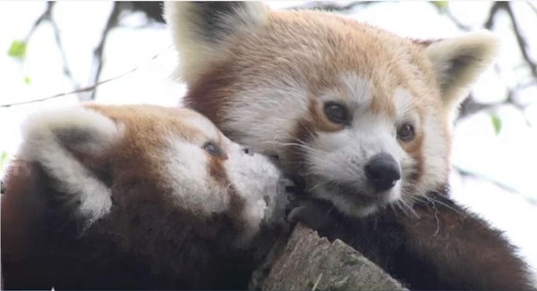 Pim y Pam son una pareja de pandas rojos gemelos nacidos en el zoo de Bratislava en Eslovaquia. Foto AFP.