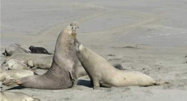 Este macho alfa emprende una lucha encarnizada con el fin de tenere el control de sus hembras y crías. Foto YouTube.