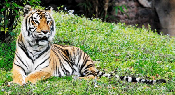 Asia salvaje en Disney