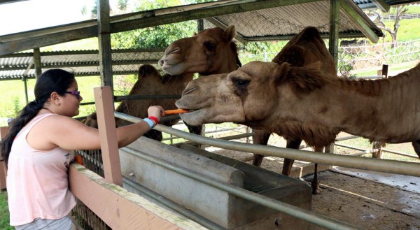 Veterinaria de Joya Grande no cree que se deshagan de leones comelones