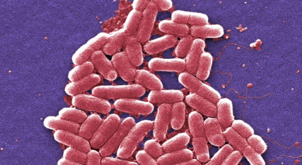 EUA redobla esfuerzos contra bacterias resistentes a antibióticos
