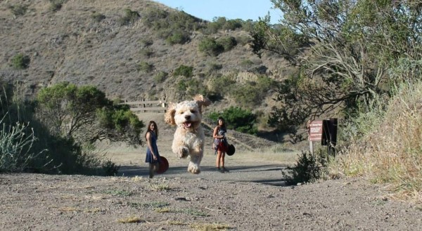 Sorprendentes perros gigantes