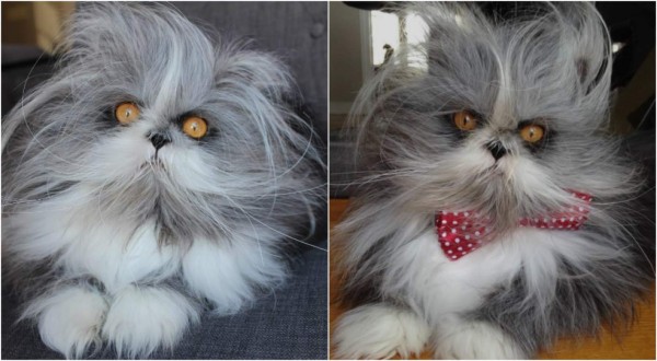 ¿Es un perro o un gato?