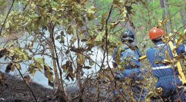 Incendios destruyen bosques en capital