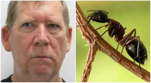 Hombre comió hormigas por seis días para sobrevivir