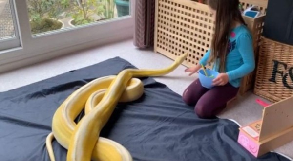Video viral: Niña tiene tiene de mascota una enorme serpiente pitón