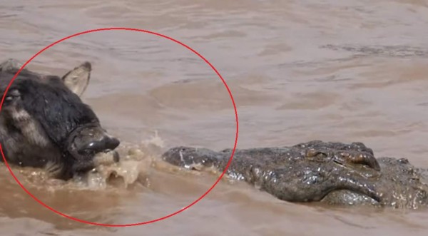 Video viral: Ñu se salva de morir tragado por gigantesco cocodrilo