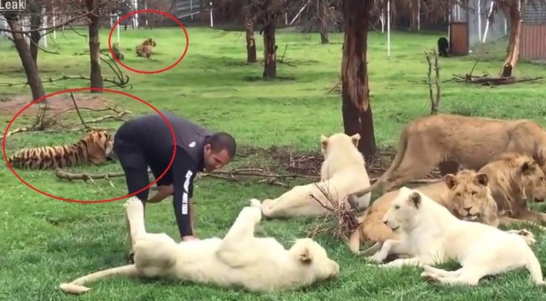 Video viral: Un tigre salva a hombre de morir en garras de un leopardo