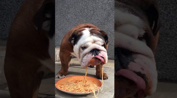 Video viral: Un perro bulldog se hace viral por comer espaguetis