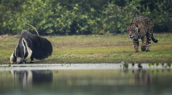 Video viral: Jaguar estaba listo para cazar un enorme oso hormiguero, pero tiene inesperado desenlace