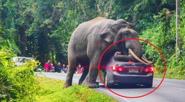 Video viral: Elefante se echa encima de un carro lleno de turistas