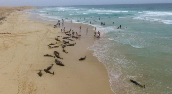 Video: Misteriosa muerte masiva de delfines en una playa de Cabo Verde