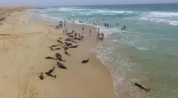 Video: Misteriosa muerte masiva de delfines en una playa de Cabo Verde