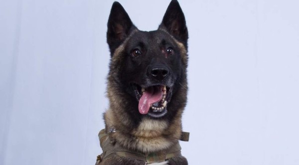 Un perro, héroe anónimo del asalto estadounidense contra el líder de ISIS