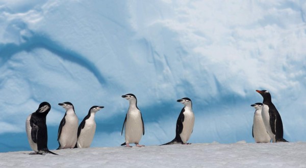 Científicos argentinos hallan en Antártida fósiles de un pingüino gigante
