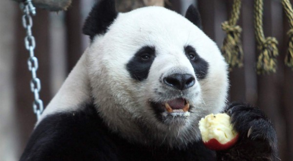 China dice que el panda prestado a Tailandia murió de un ataque cardíaco