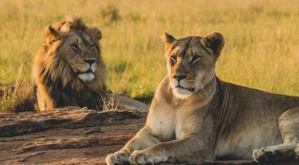 Decomisan unos 342 kilos de huesos de leones en Sudáfrica