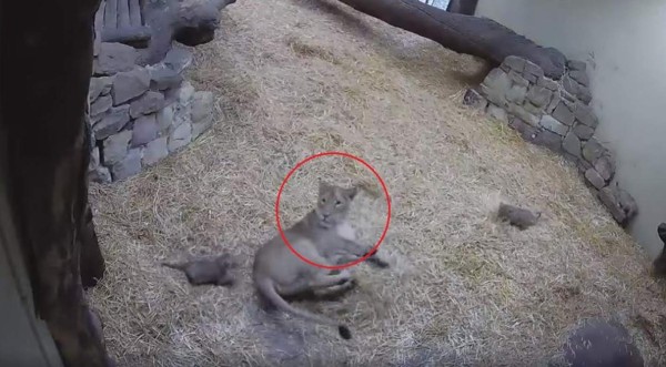 Video viral: Así reacciona una leona el ser 'atacada' por su propio cachorro