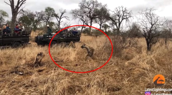 Video viral: Hiena salva a jabalí de morir devorado por un leopardo
