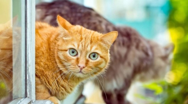 Pareja de italianos sobrevive a derrumbe de tierra gracias a sus gatos