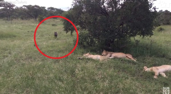 Video viral: Jabalí despierta sin querer a manada de leones y huye por su vida