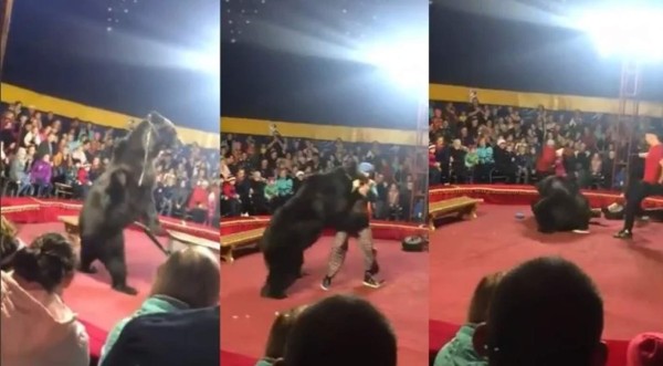 Video viral: Oso pierde el control y ataca a domador del circo en plena función