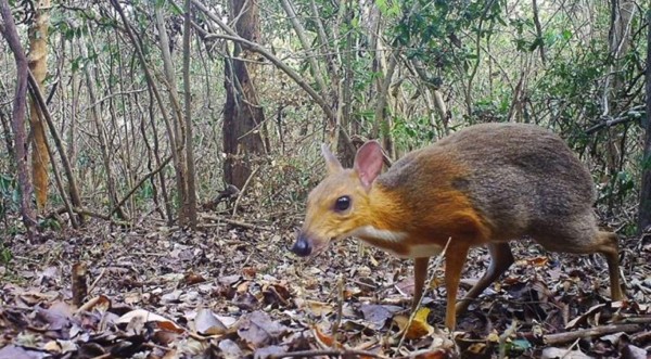 Fotografían en Vietnam a pequeño rumiante que no se veía desde hace 25 años