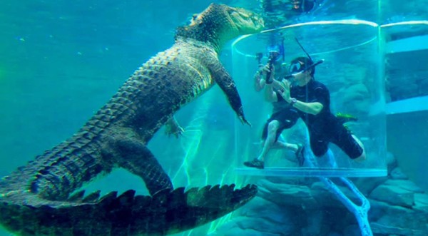 Video viral: Turistas se meten en jaula de enorme cocodrilo depredador