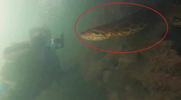 Video viral: Buzos se topan con una aterradora anaconda gigante