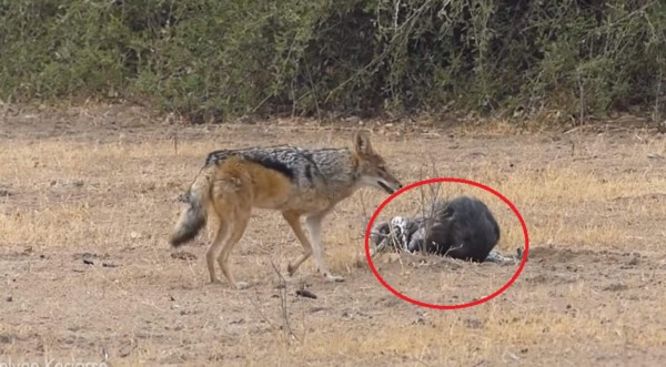 Video viral: Graban pelea con inesperado final entre una temible pitón, un tejón y dos chacales