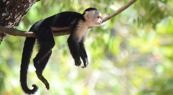 Costa Rica quiere impedir 'selfies' con animales silvestres