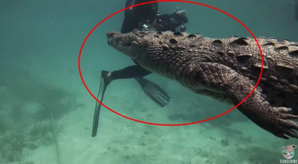 Video viral: Buzo graba aterrador encuentro con peligroso cocodrilo marino