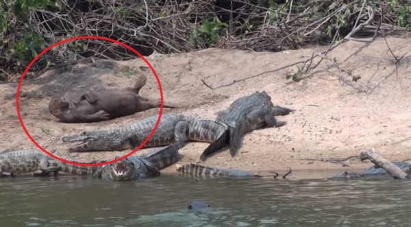 Video viral: Nutria gigante se pasea frente a manada de feroces caimanes