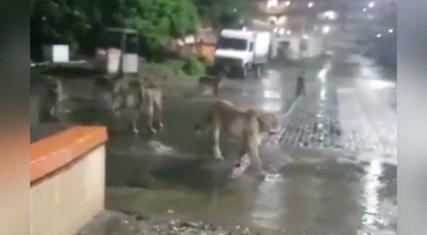 Video viral: Manada de leones se pasea por las calles de un vecindario