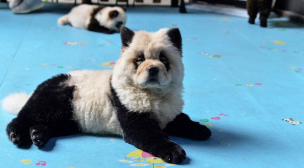 Polémica en China: Tiñen a perros para que parezcan bebés pandas
