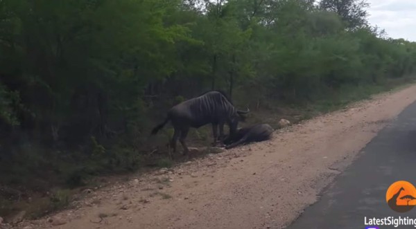 Video viral: Increíble momento en que un ñu rescata a su amigo de ser devorado por leones