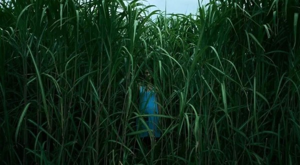 En la hierba alta: Nueva película de terror en Netflix, basada en el libro de Joe Hill y Stephen King