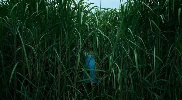 En la hierba alta: Nueva película de terror en Netflix, basada en el libro de Joe Hill y Stephen King