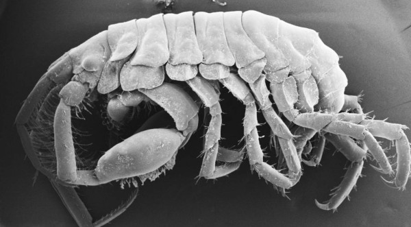 Descubren una nueva especie de crustáceos en la boca de un tiburón ballena